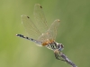 J19_9227 Trithemis pallidinervis female